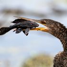 Anhinga with Catch