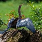 Anhinga_1