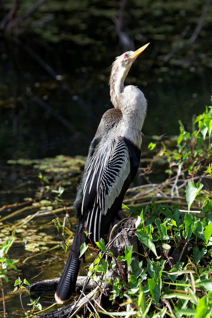 Anhinga_1