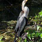 Anhinga_1