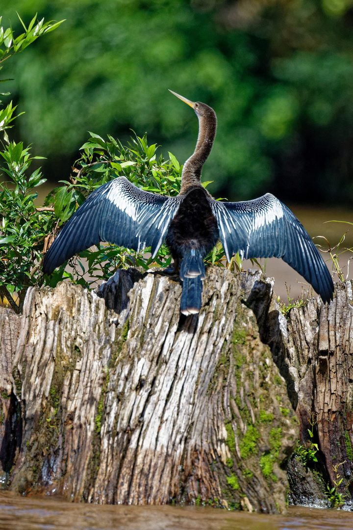 Anhinga_2