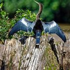 Anhinga_2