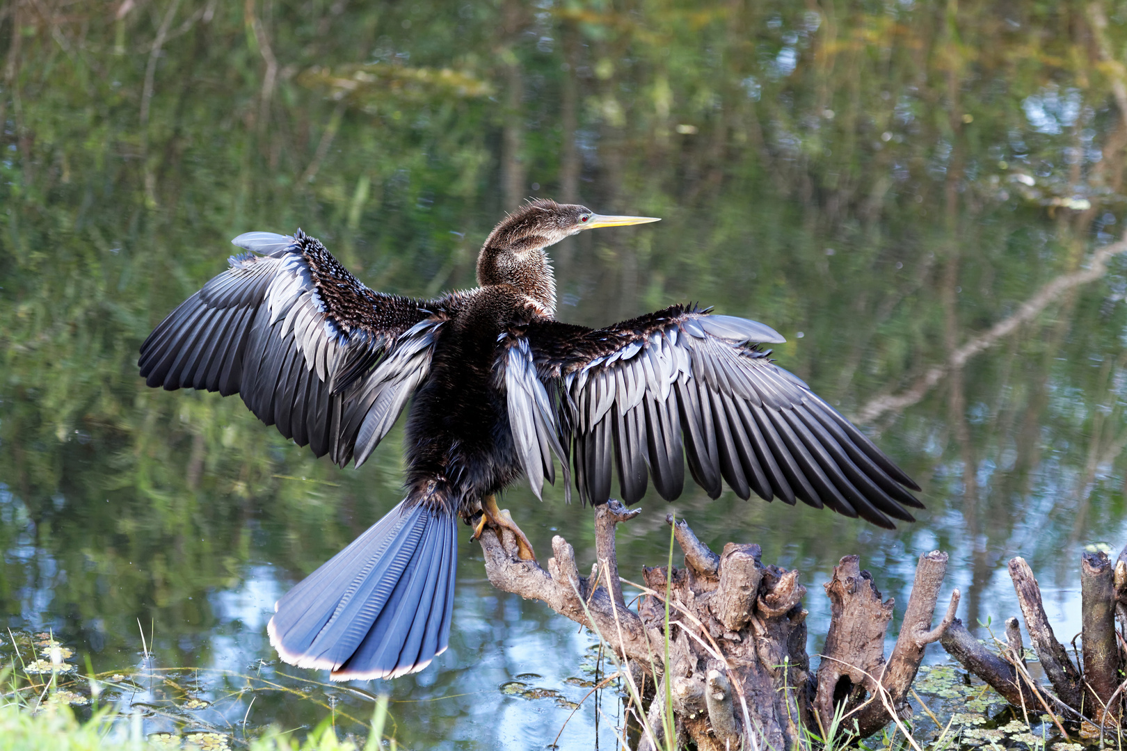 Anhinga_3