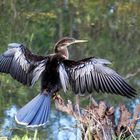 Anhinga_3