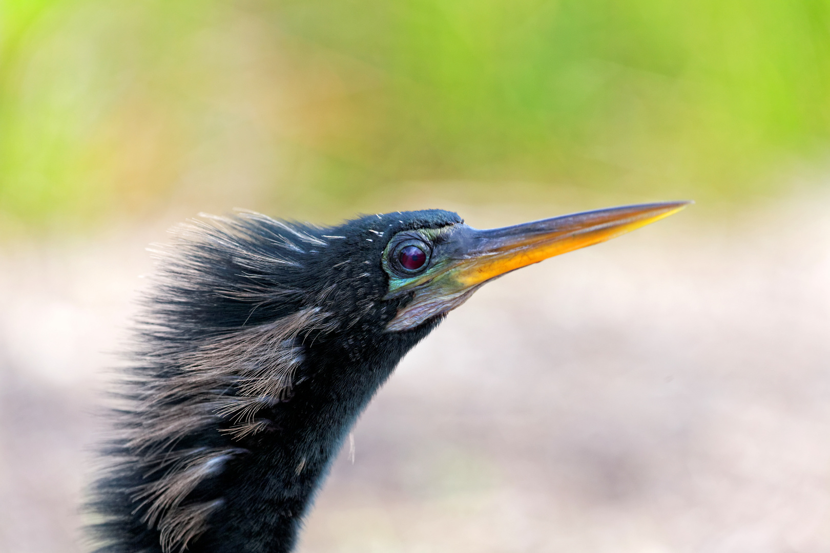 Anhinga_4