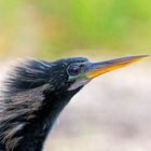 Anhinga_4