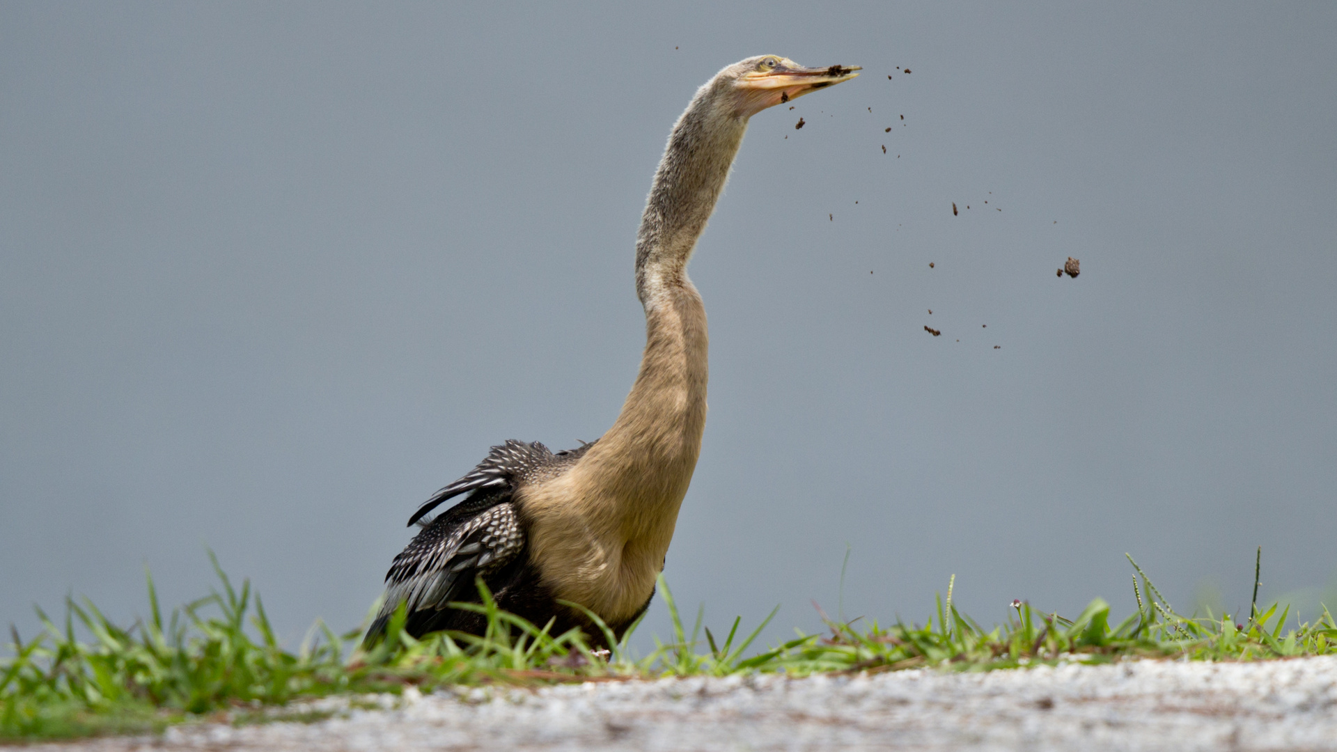 Anhinga...Dreck reinigt den Magen