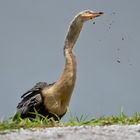 Anhinga...Dreck reinigt den Magen