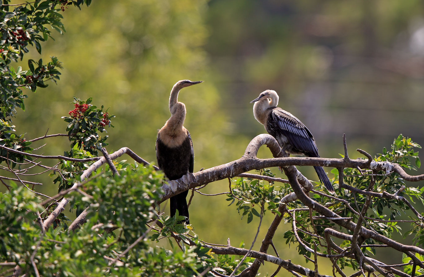 Anhingas (Schlangenhalsvögel) beim Sonnenbad