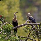 Anhingas (Schlangenhalsvögel) beim Sonnenbad