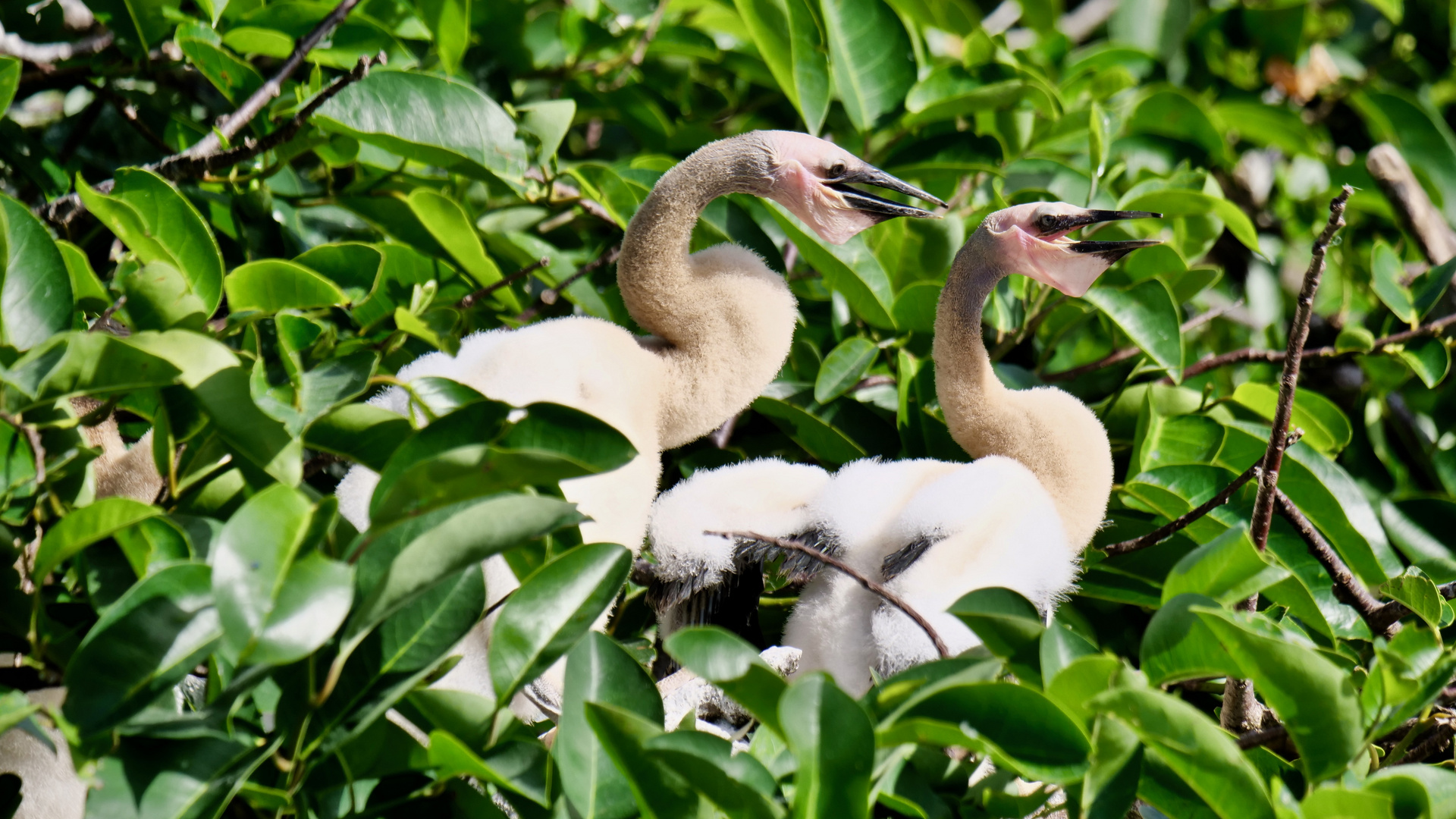 Anhingas werden auch größer.