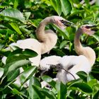 Anhingas werden auch größer.