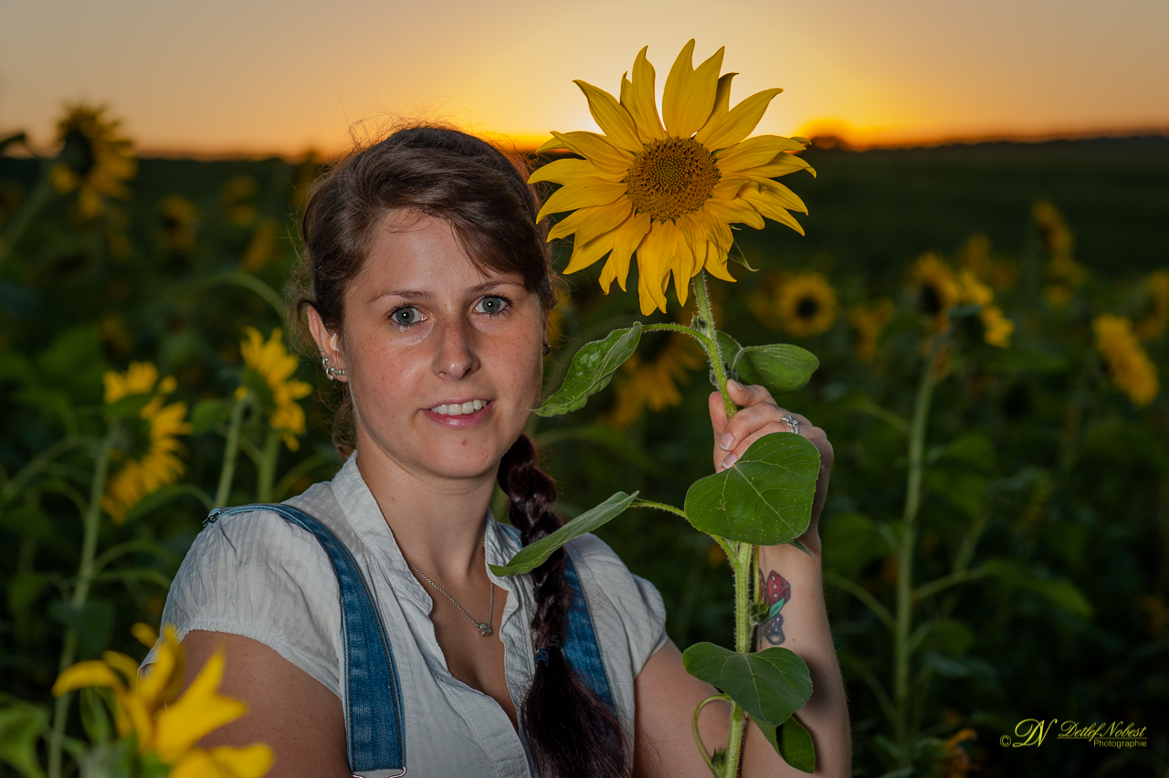 Anika Sunset - Sunflower - Blue Hour