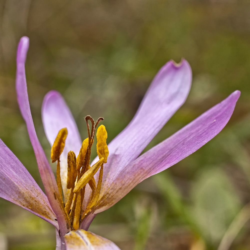 anima fragilis *herbst.zeit.los.e*