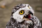 Animal Close-Up by maurizio bartolozzi 