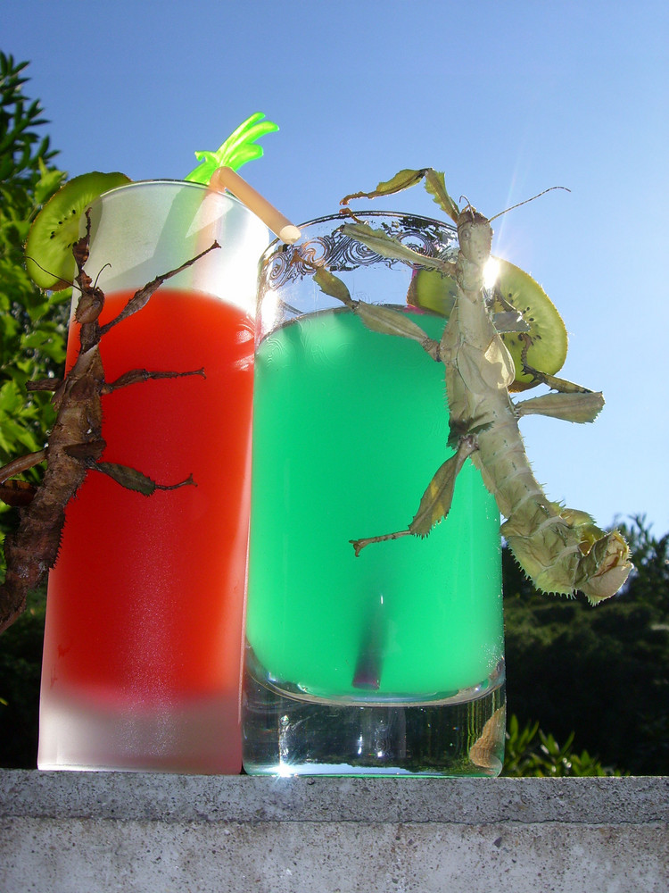 Animal Cocktail