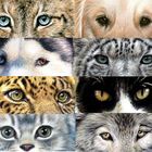 Animal Eyes