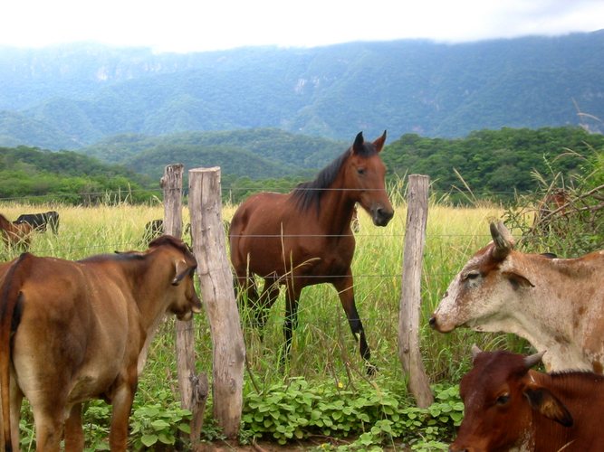 Animal Farm?, Bolivien, Lagunillas, Chaco.