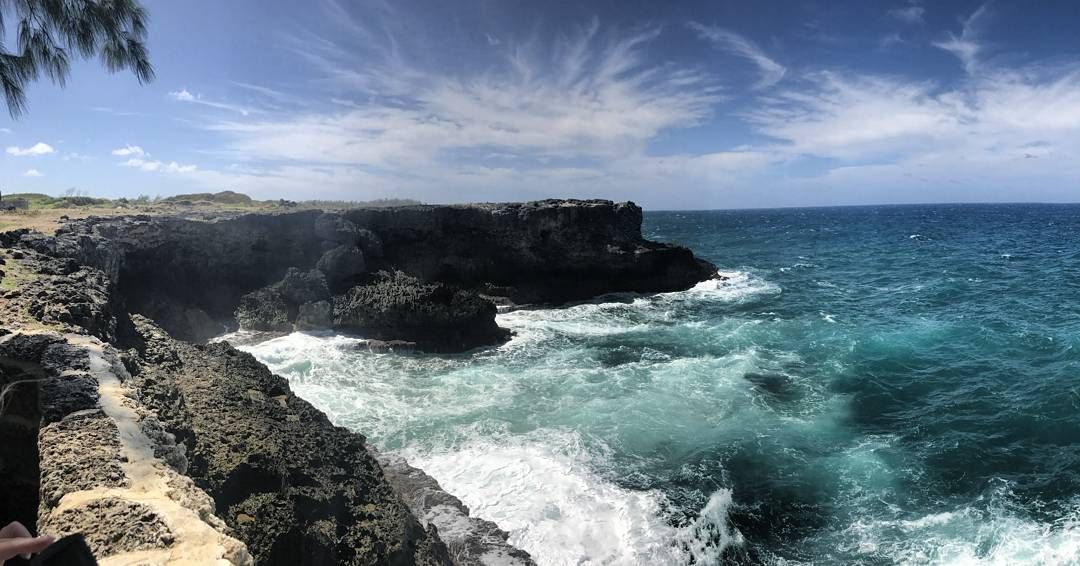 Animal Flower Coast - Barbados