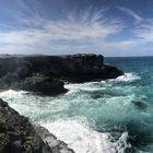 Animal Flower Coast - Barbados