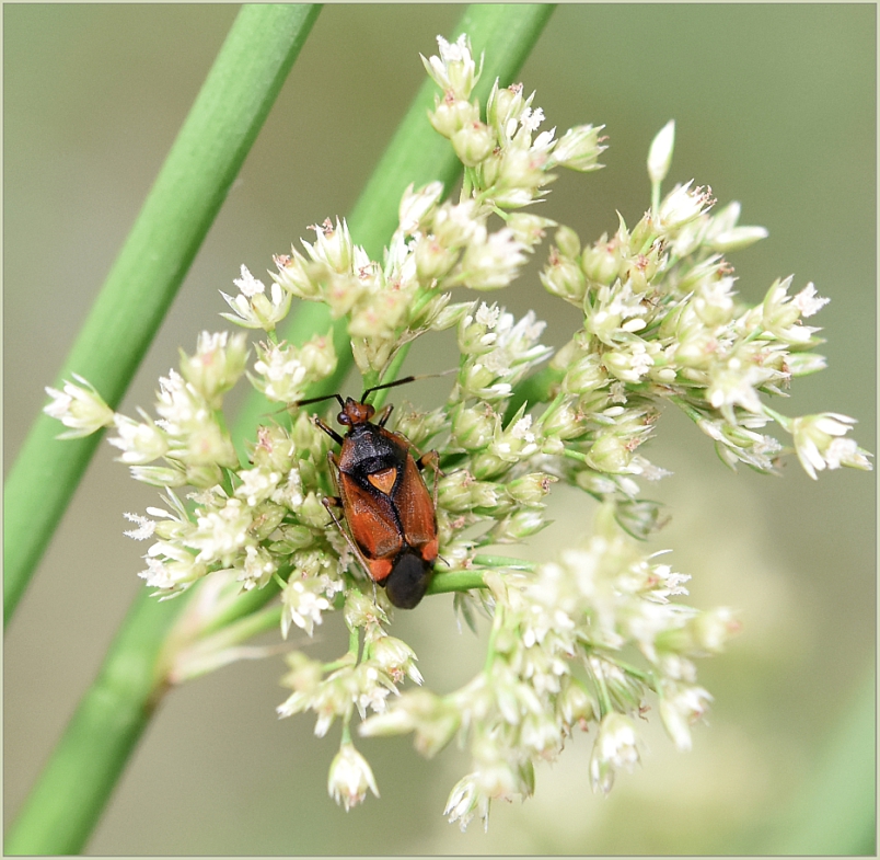 Animal Flower