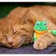 Animal - friendship - Mogli und Froggy