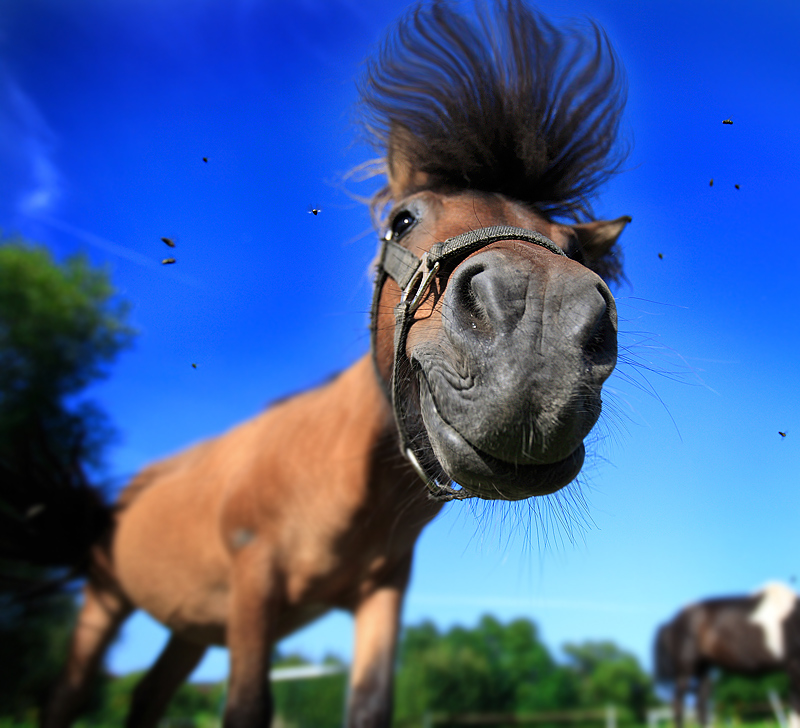 ° ° ° Animal Hairstyle ° ° °