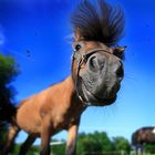 ° ° ° Animal Hairstyle ° ° °