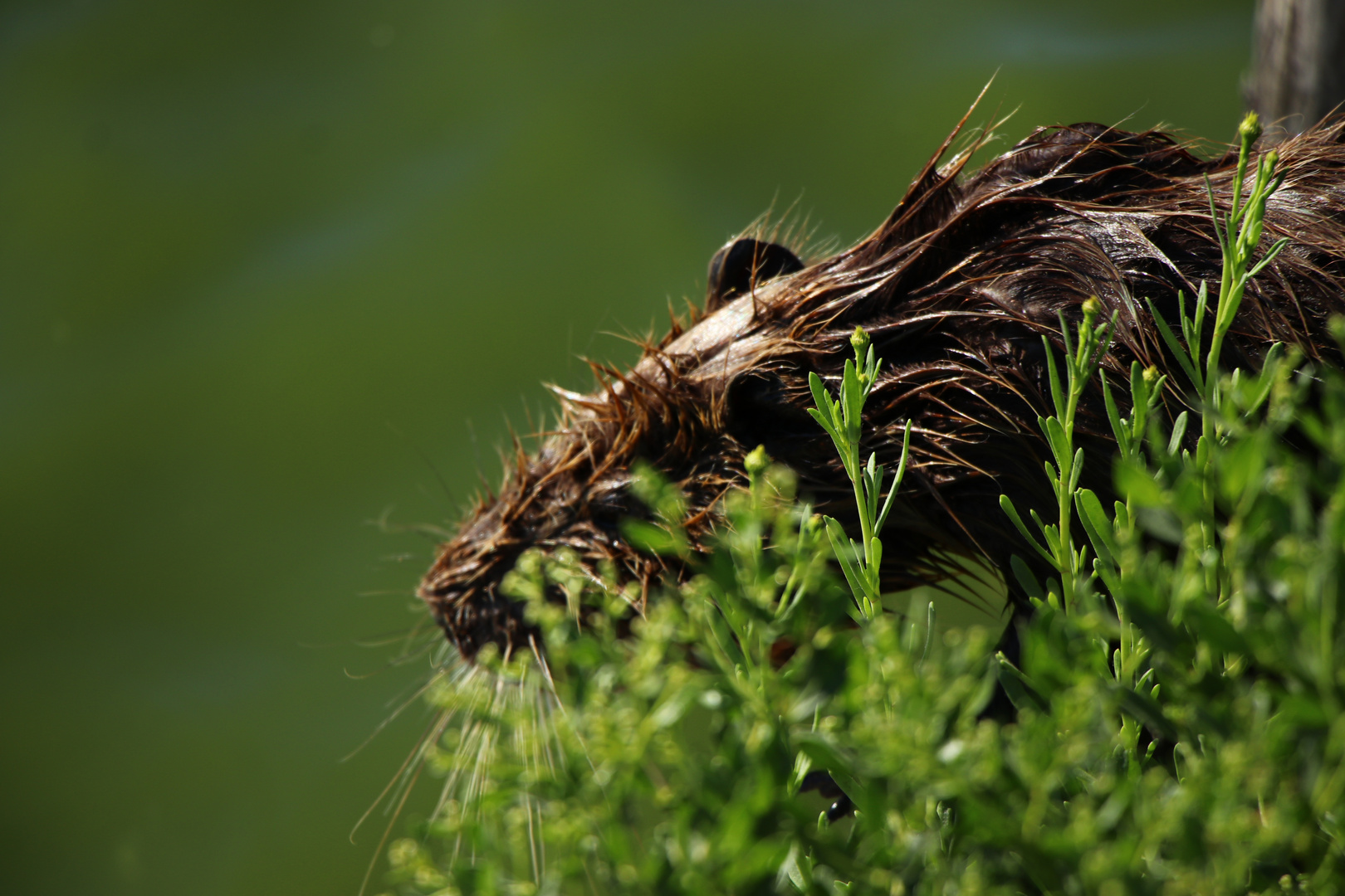 Animal in Camargue