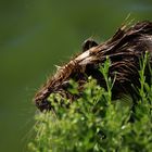 Animal in Camargue