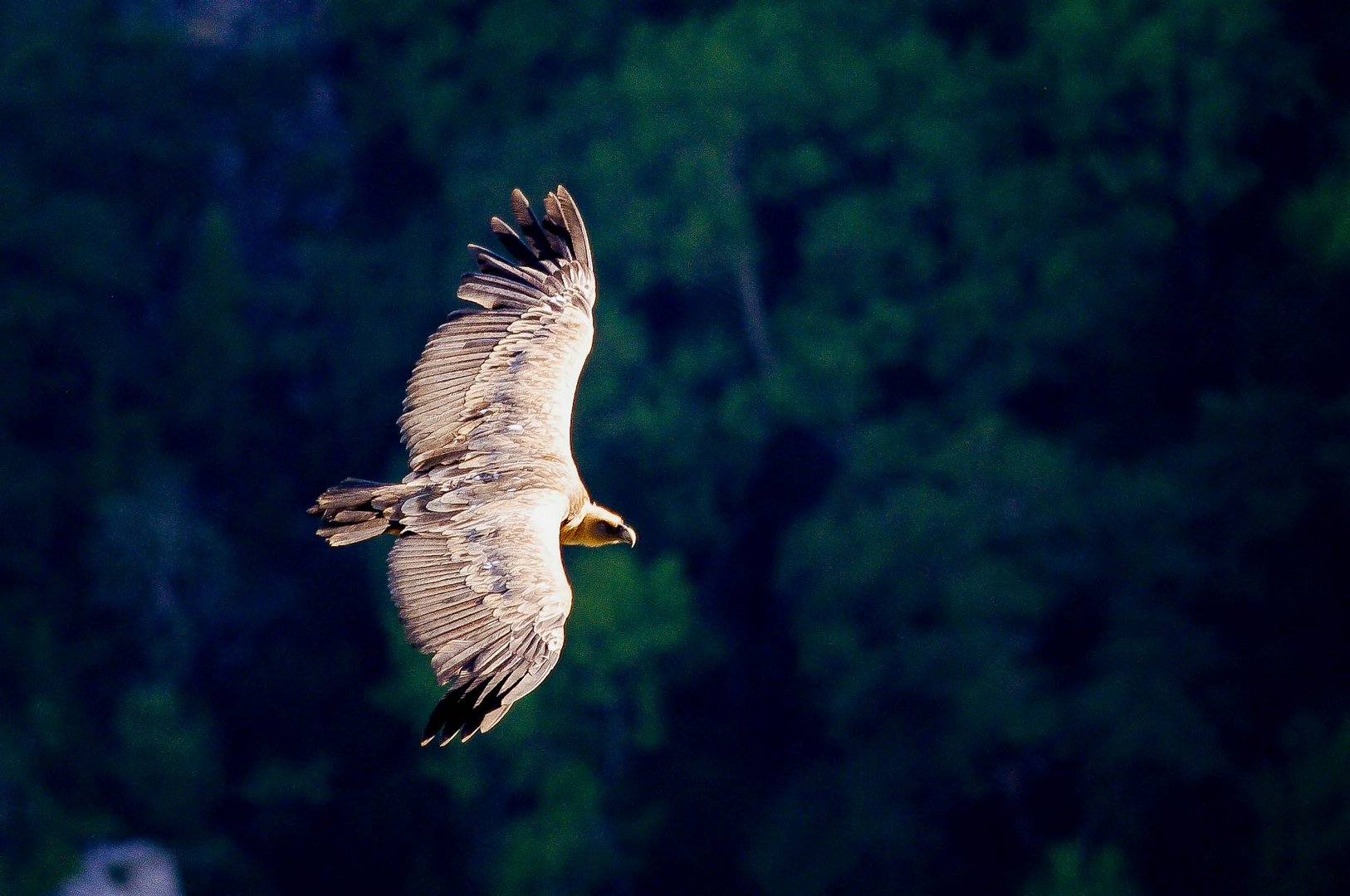 Animal majestueusement dangereux, permets moi de rêver !