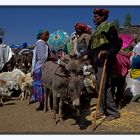 animal market in Lalibela