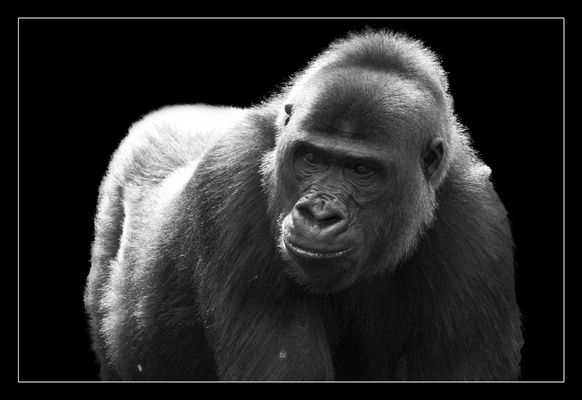 Animal on Black #010