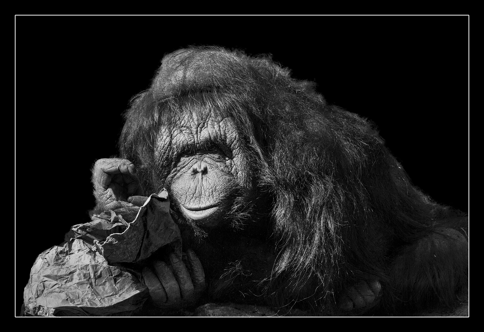 Animal on Black #012