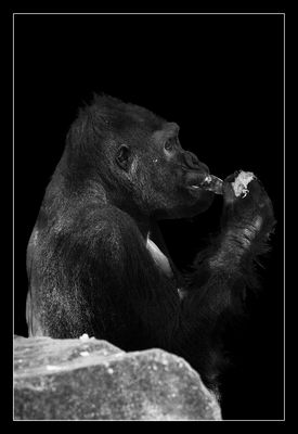 Animal on Black #013