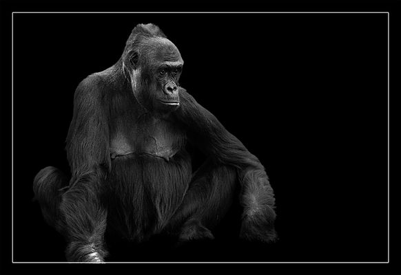 Animal on Black #015