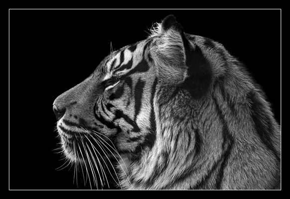 Animal on Black #016