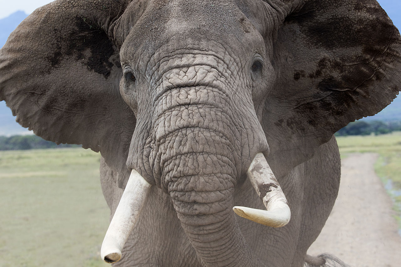 Animal Portraits, Afrikanischer Elefant