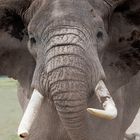 Animal Portraits, Afrikanischer Elefant