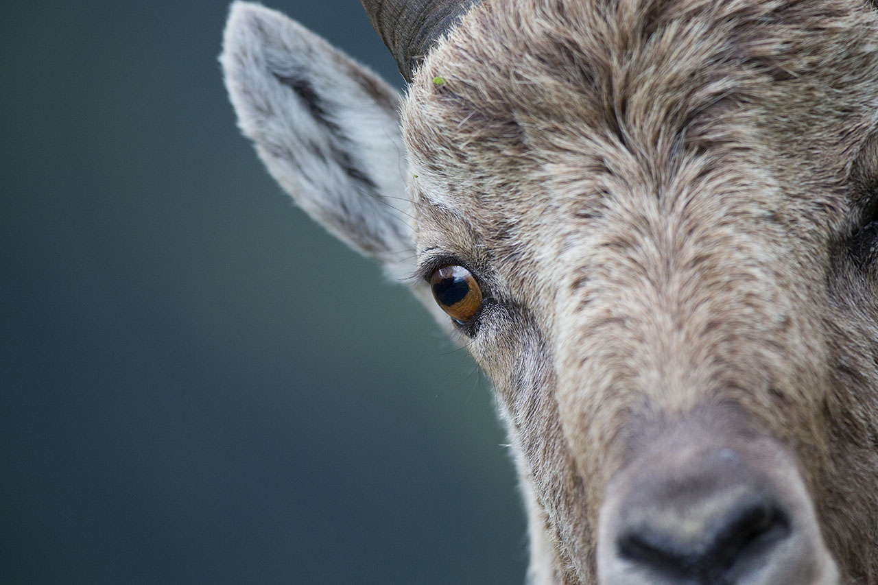 Animal Portraits, Alpensteinbock