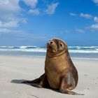 Animal Portraits, Australischer Seelöwe