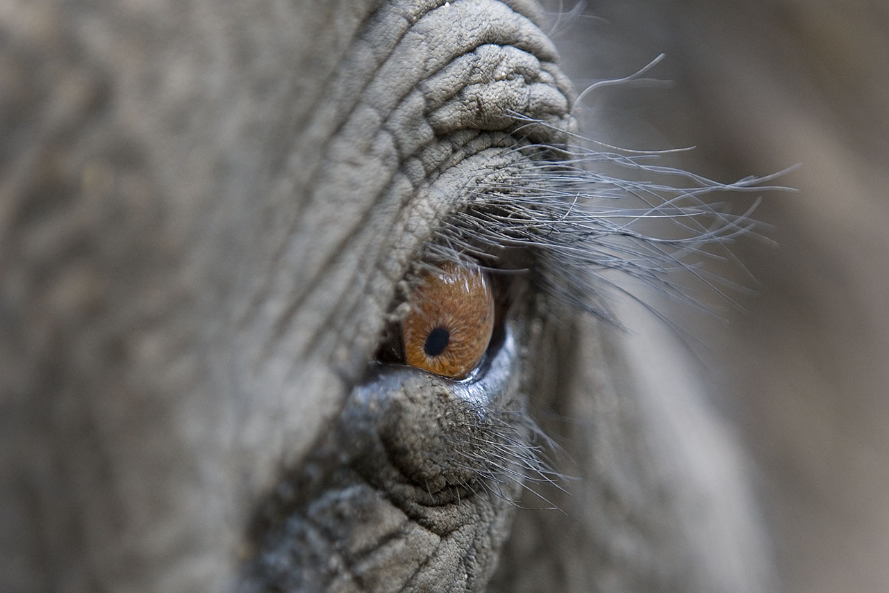 Animal Portraits, Indischer Elefant