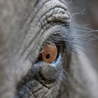 Animal Portraits, Indischer Elefant
