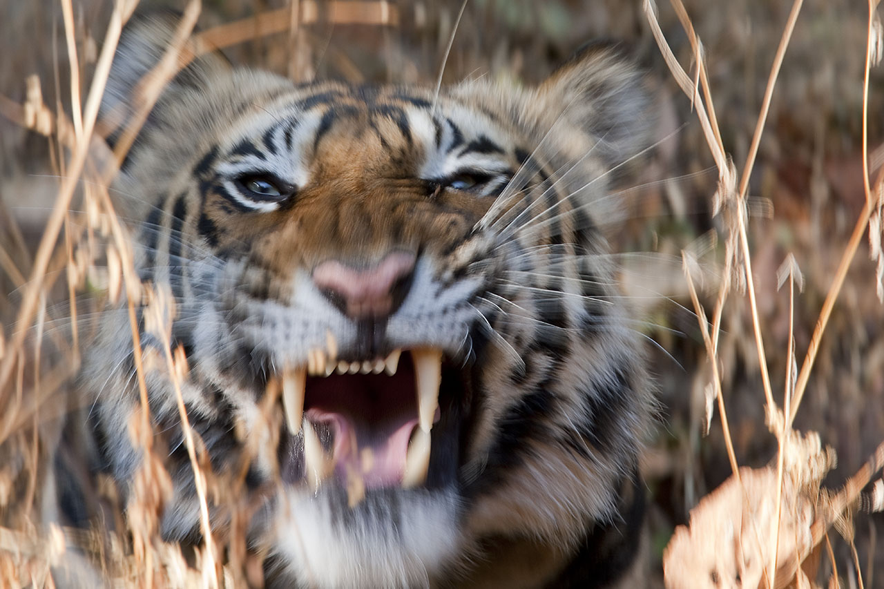 Animal Portraits. Indischer Tiger