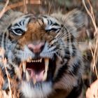 Animal Portraits. Indischer Tiger