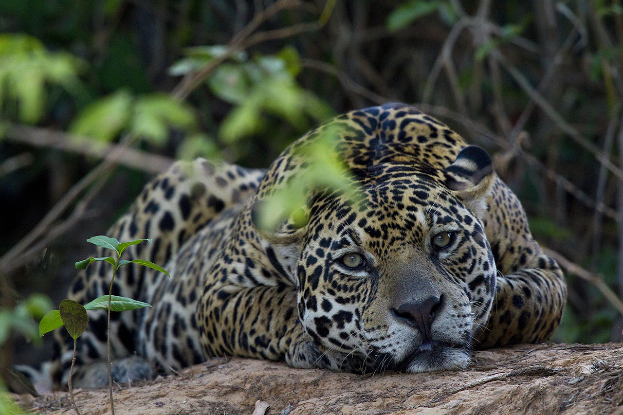 Animal Portraits Jaguar