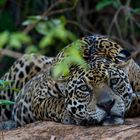 Animal Portraits Jaguar
