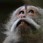 Animal portraits, Langschwanz-Macaque