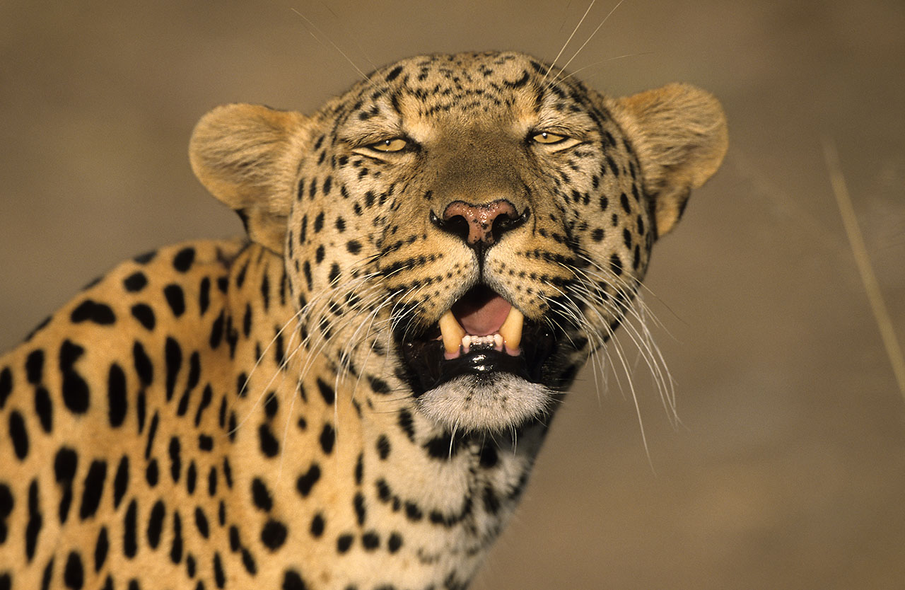 Animal Portraits, Leopard