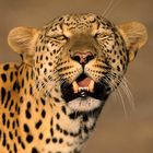 Animal Portraits, Leopard